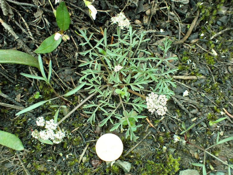 Lomatium geyeri, photographed by James H. Thomas