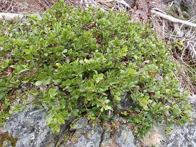 Arctostaphylos nevadensis