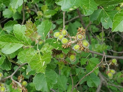 Rhus aromatica, photographed by Craig Martin