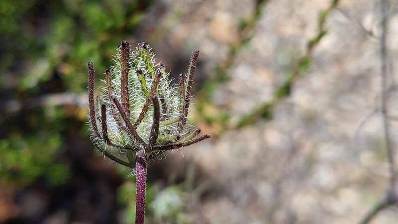 Cordylanthus rigidus, photographed by velodrome