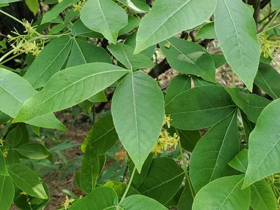 Ptelea trifoliata, photographed by Craig Martin