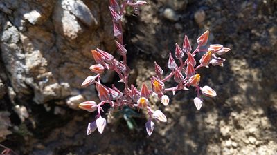 Dudleya lanceolata, photographed by velodrome