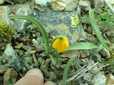 Fritillaria pudica, photographed by James H. Thomas
