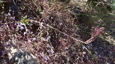 Dudleya lanceolata, photographed by velodrome