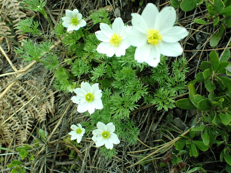 Anemone drummondii, photographed by James H. Thomas