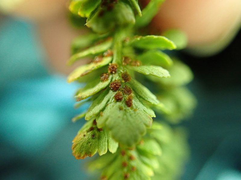 Polystichum lemmonii, photographed by James H. Thomas