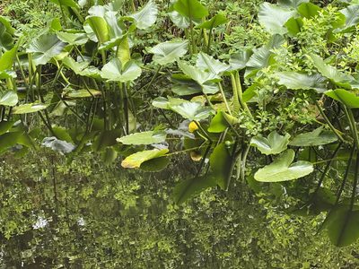 Nuphar polysepala, photographed by Aiva Noringseth