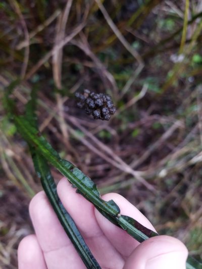 Baccharis sagittalis, photographed by Víctor Vidal Echeverría
