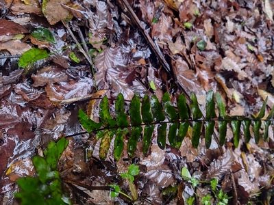 Blechnum hastatum