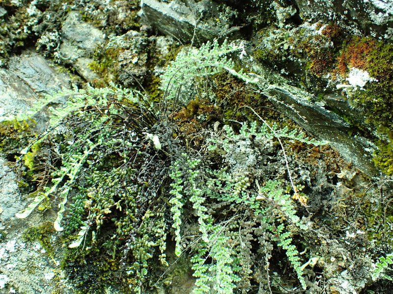 Myriopteris gracillima, photographed by James H. Thomas