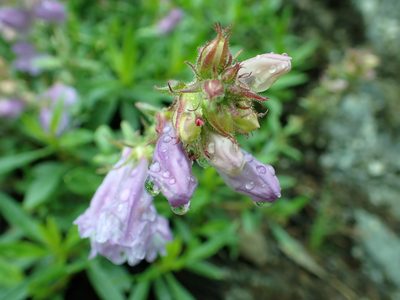 Penstemon fruticosus, photographed by James H. Thomas