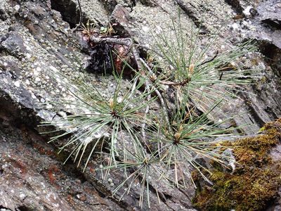Pinus ponderosa, photographed by James H. Thomas