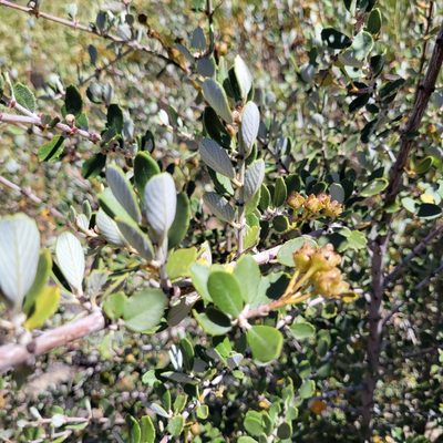Ceanothus crassifolius