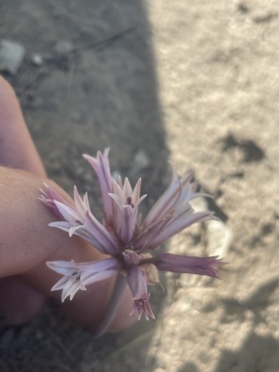 Allium monticola, photographed by Mike Butler