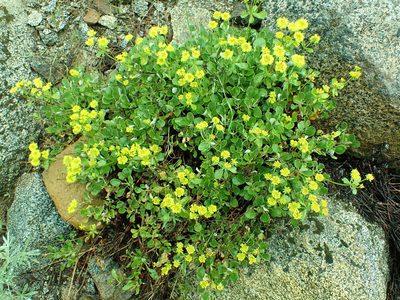 Eriogonum umbellatum, photographed by James H. Thomas