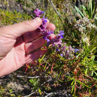 Trichostema lanatum, photographed by Dan Horowitz