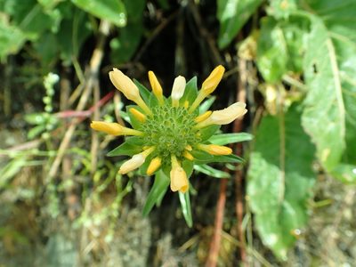 Collomia grandiflora, photographed by James H. Thomas