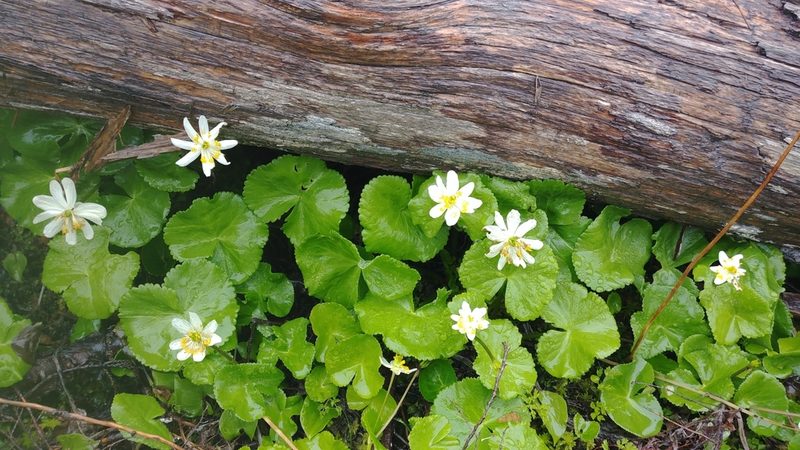 Caltha biflora, photographed by Fern