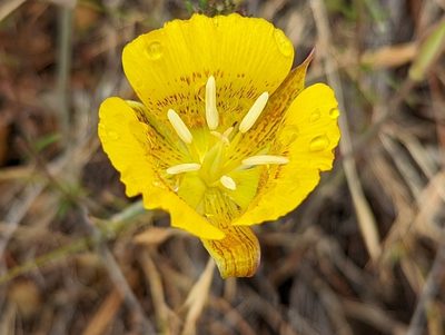 Calochortus luteus, photographed by Jay Paroline