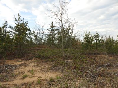 Pinus banksiana, photographed by Liren Varghese