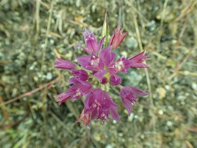 Allium acuminatum