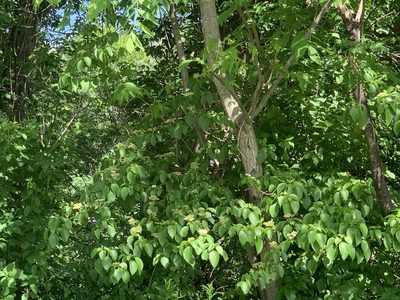 Cornus alternifolia, photographed by naturalist charlie