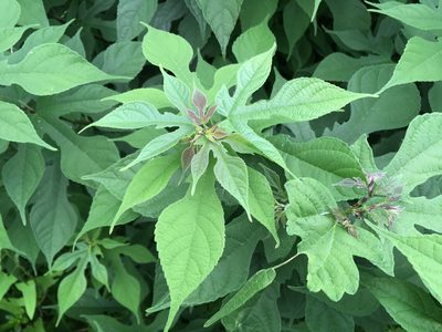 Broussonetia papyrifera, photographed by Luka S. (someplant)