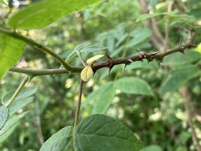 Zanthoxylum americanum, photographed by Chris Merck