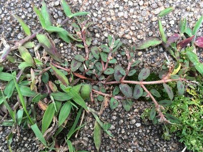Euphorbia maculata, photographed by Luka S. (someplant)