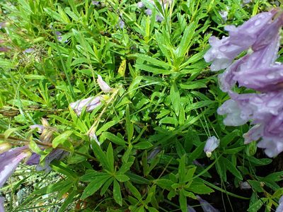 Penstemon fruticosus, photographed by James H. Thomas
