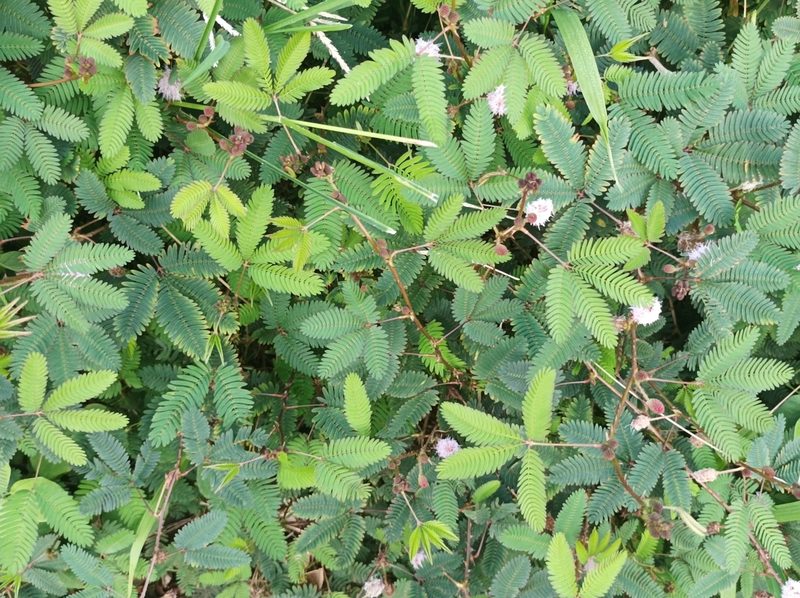 Mimosa pudica, photographed by Dominik Maximilián Ramík
