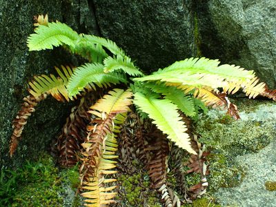 Polystichum munitum, photographed by James H. Thomas