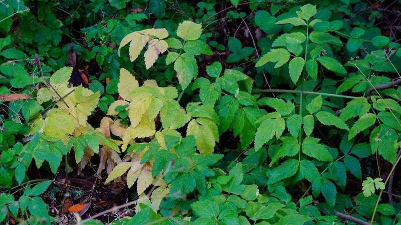 Angelica californica, photographed by Michael Warner