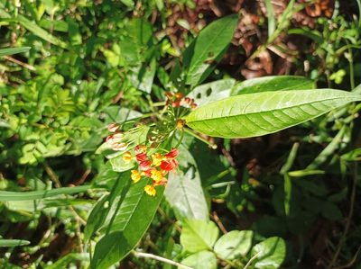 Asclepias curassavica, photographed by Dominik Maximilián Ramík