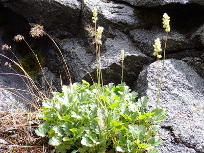 Heuchera cylindrica, photographed by James H. Thomas