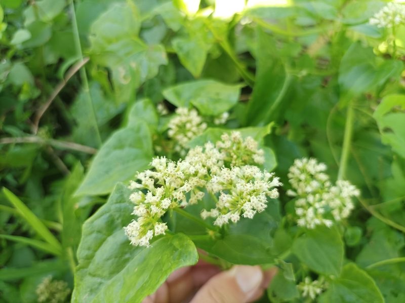 Mikania micrantha, photographed by Dominik Maximilián Ramík
