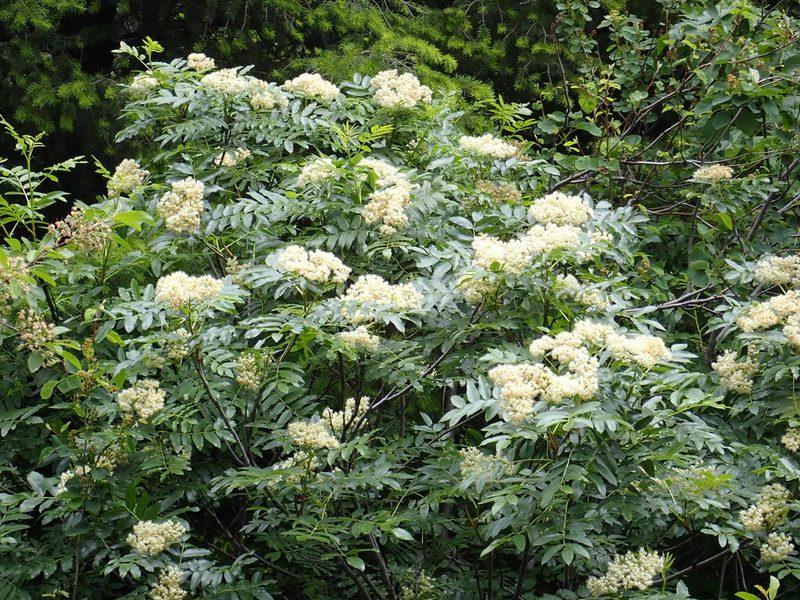 Sorbus scopulina, photographed by James H. Thomas