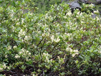 Ceanothus velutinus, photographed by James H. Thomas