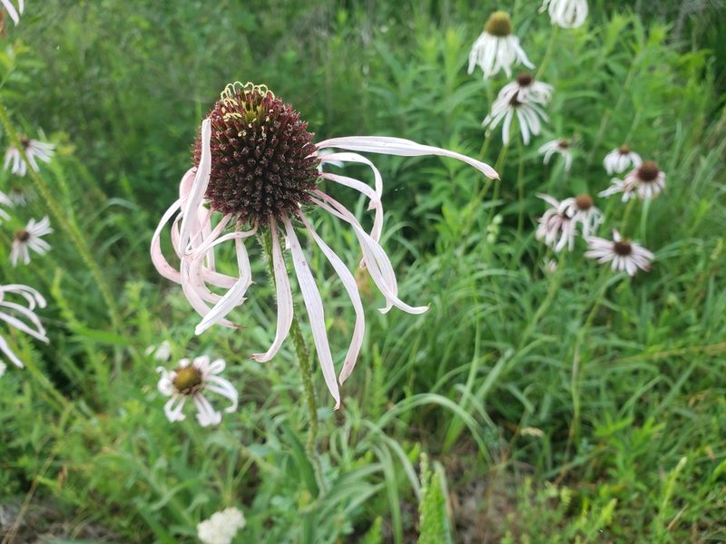 Echinacea pallida, photographed by Jody Shugart
