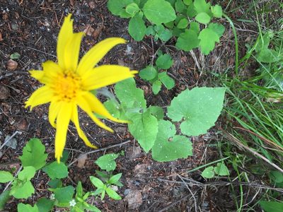 Arnica cordifolia, photographed by Old Goat