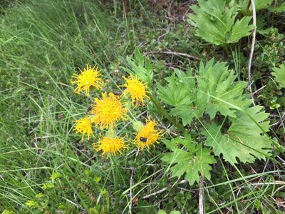 Cacaliopsis nardosmia, photographed by Old Goat