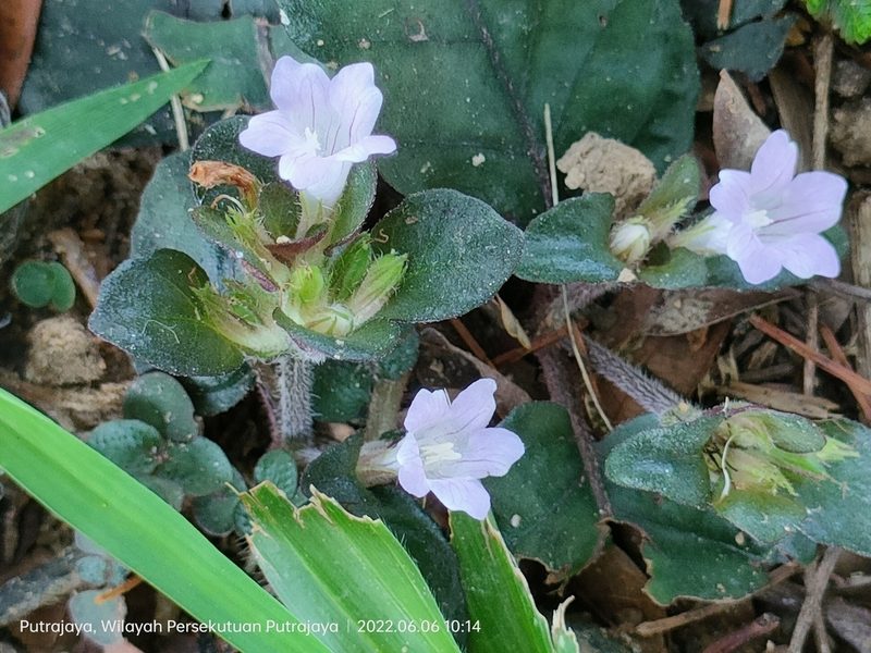 Strobilanthes reptans, photographed by Ong Jyh Seng