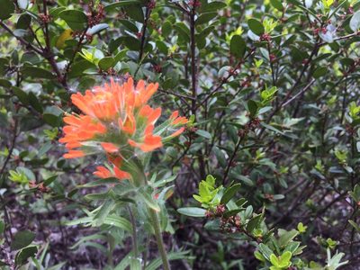 Castilleja hispida, photographed by Old Goat