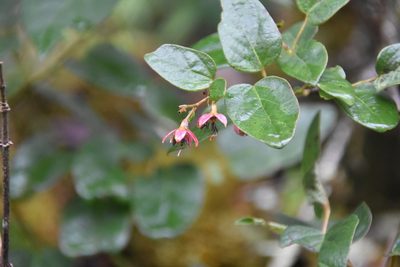 Vallea stipularis, photographed by Loren Cassin Sackett