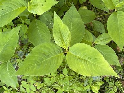 Persicaria virginiana, photographed by gwt2102
