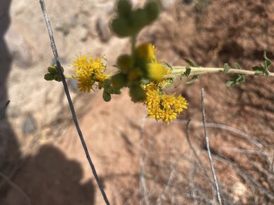 Isocoma menziesii