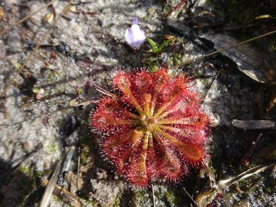 Drosera spatulata, photographed by Gary Williams