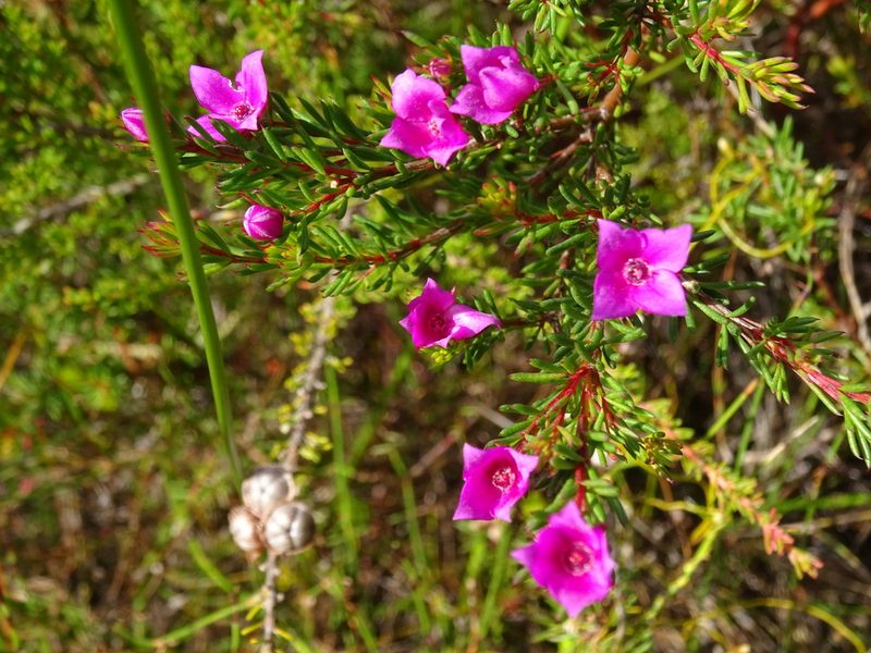 Boronia falcifolia, photographed by Gary Williams