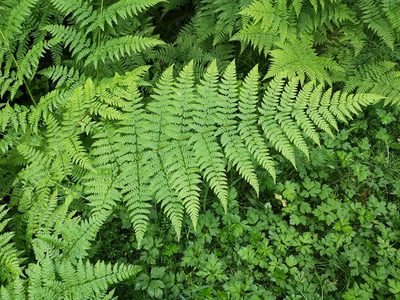 Dryopteris expansa, photographed by Jens-Christian Svenning
