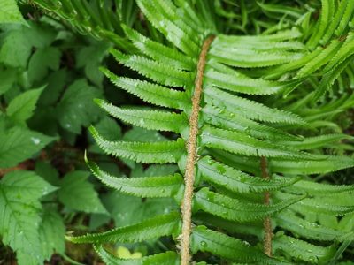 Polystichum munitum, photographed by Jens-Christian Svenning